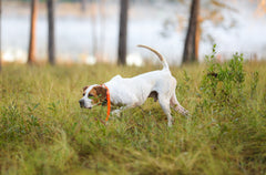 Hunt Dogs